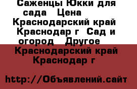 Саженцы Юкки для сада › Цена ­ 100 - Краснодарский край, Краснодар г. Сад и огород » Другое   . Краснодарский край,Краснодар г.